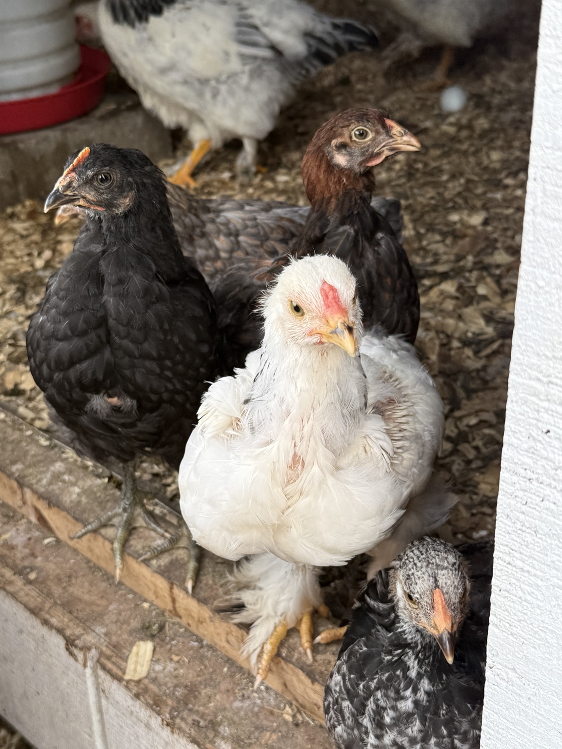 Young chickens at Patriot Farms