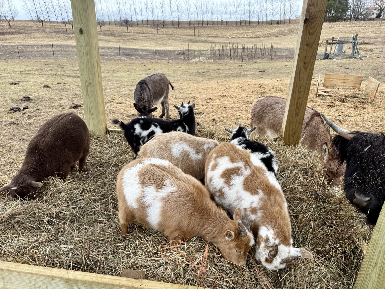 Nigerian Dwarf Goats at Patriot Farms