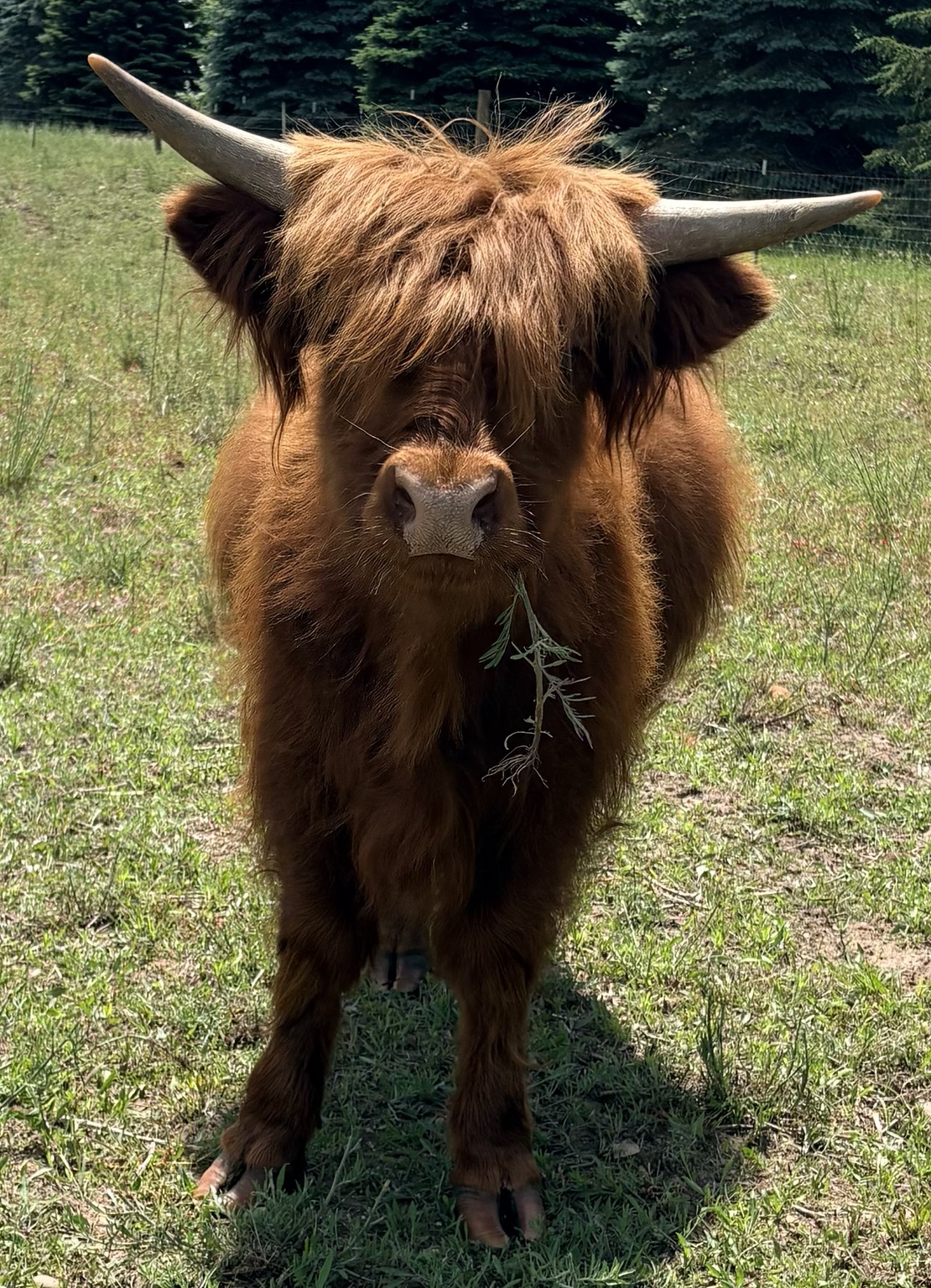 Highland Cattle at Patriot Farms