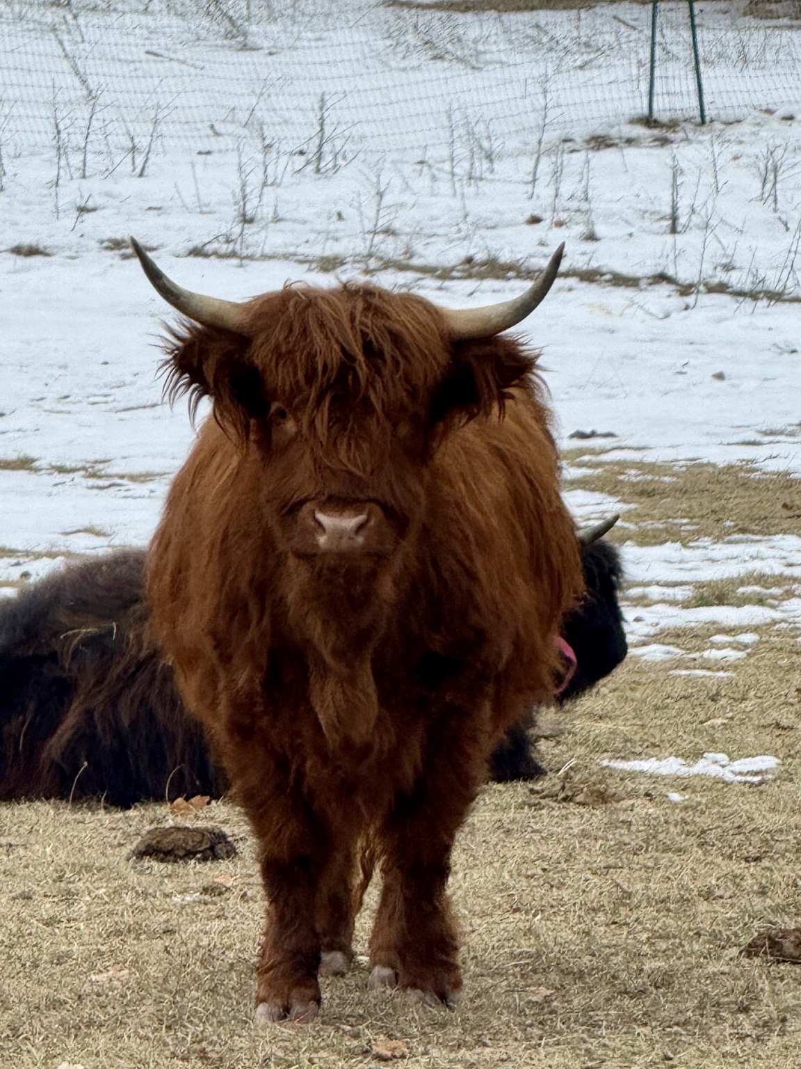 A Highland cow at Patriot Farms